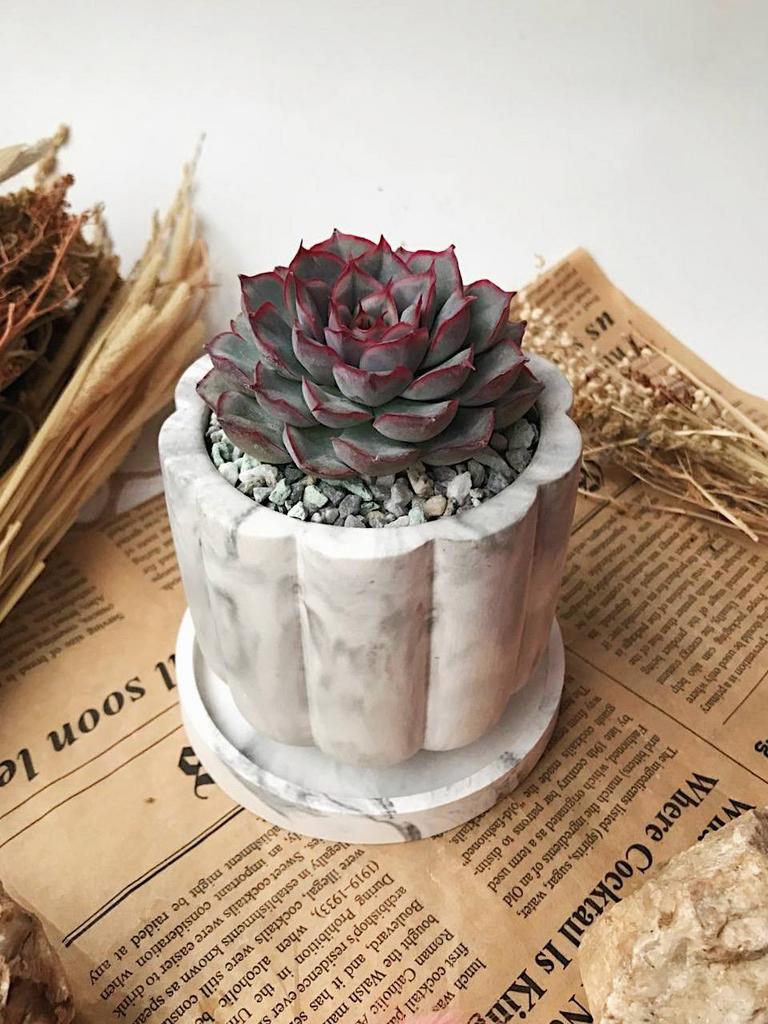 Эхеверия Геркулес