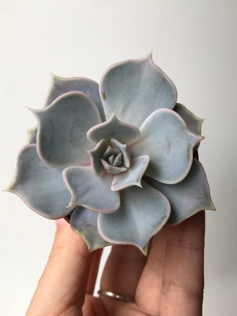 Эхеверия Лилацина