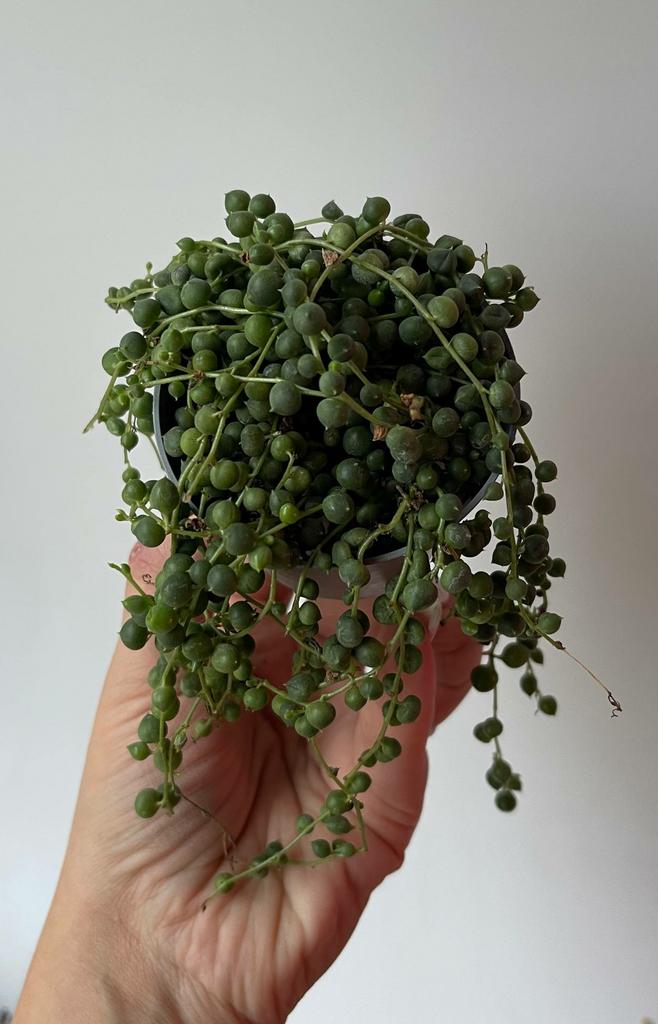 Крестовник Роули D7