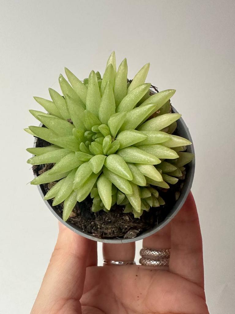 ХАВОРТИЯ КИКУХИГАСА