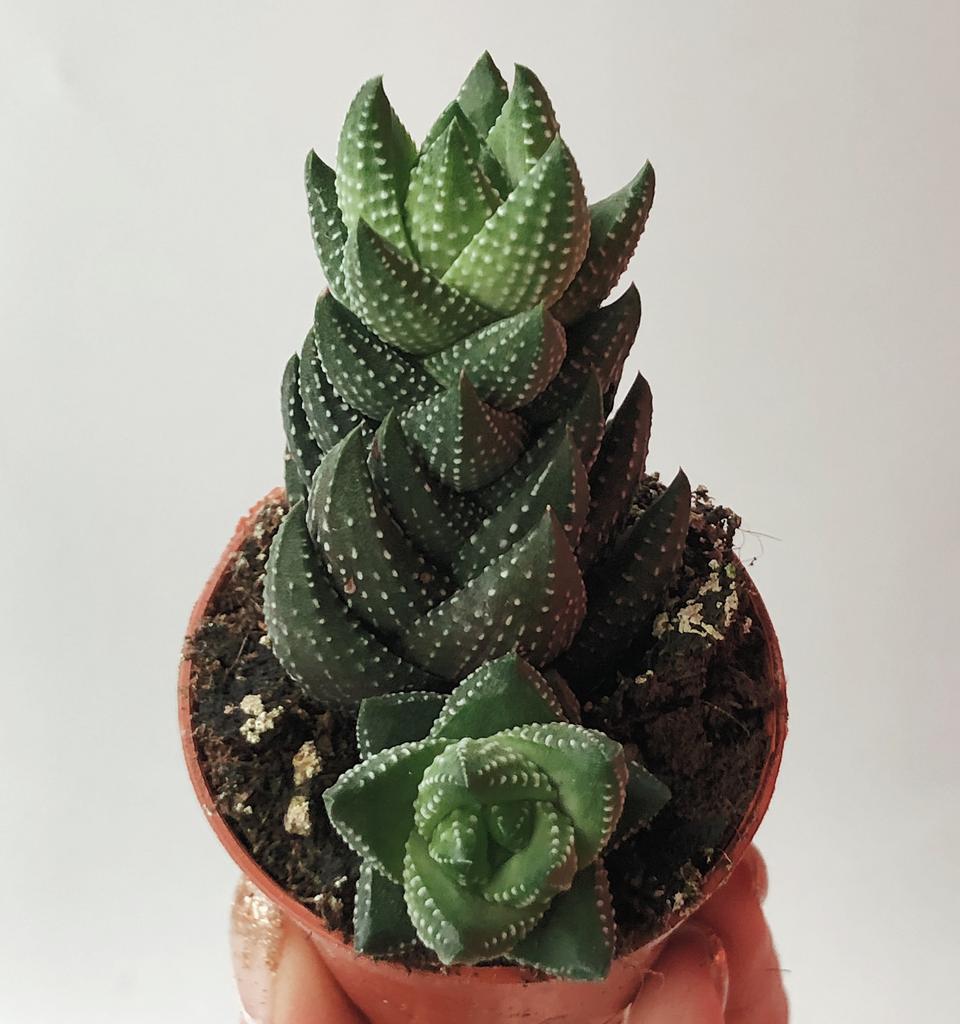 Хавортия Рейнвардта sp