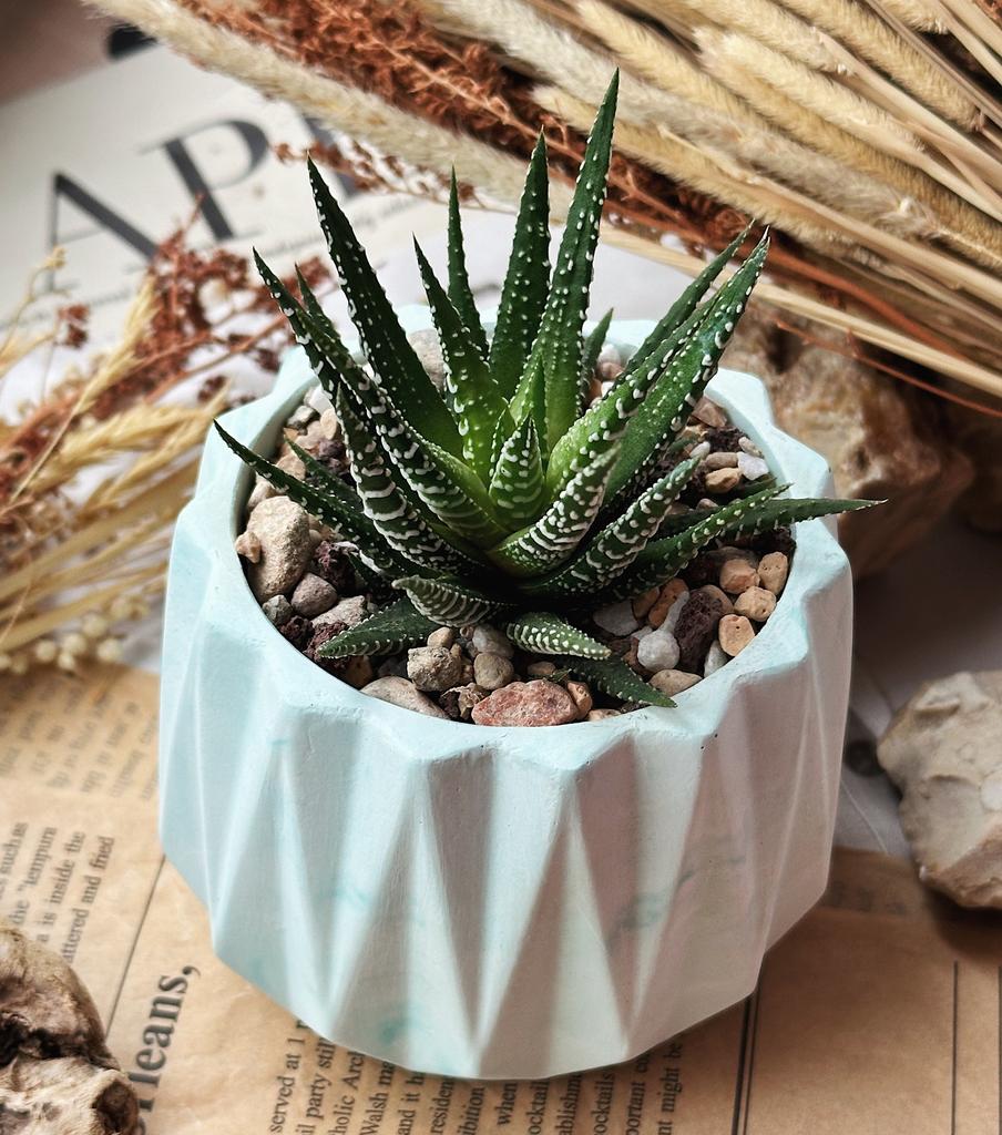 Хавортия Фасциата