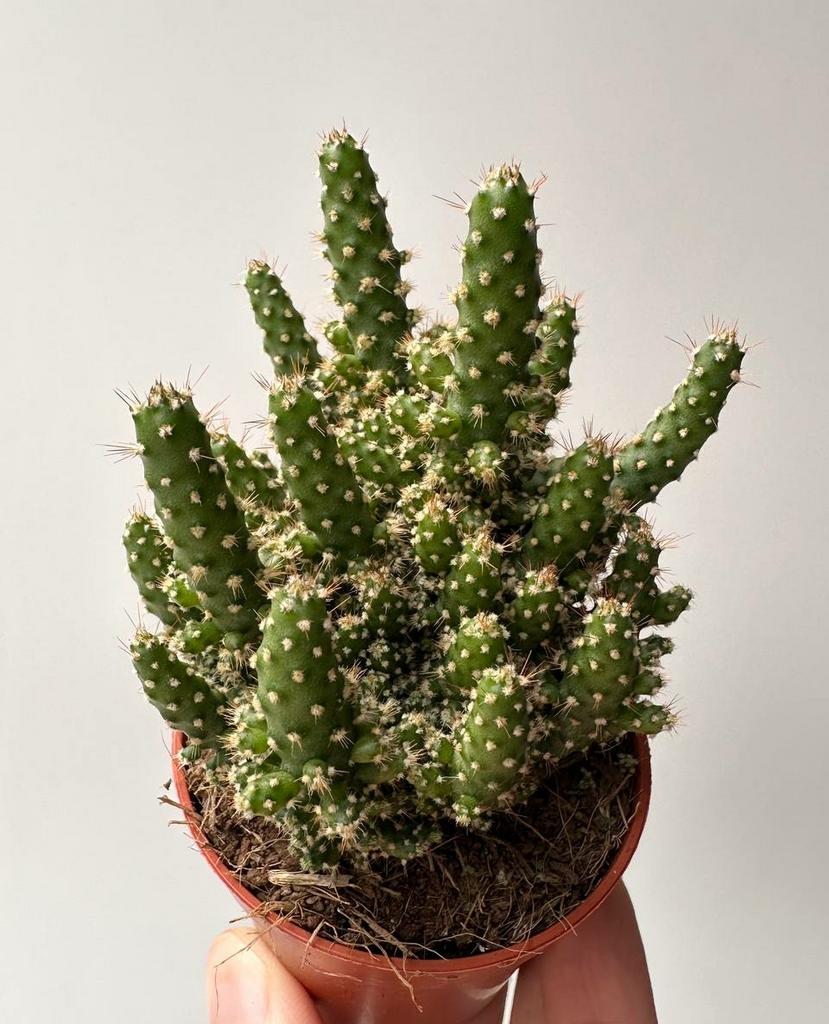 Опунция Туна Монстроза