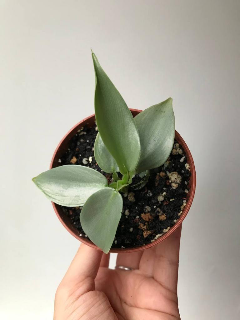 Филодендрон Хастатум Сильвер