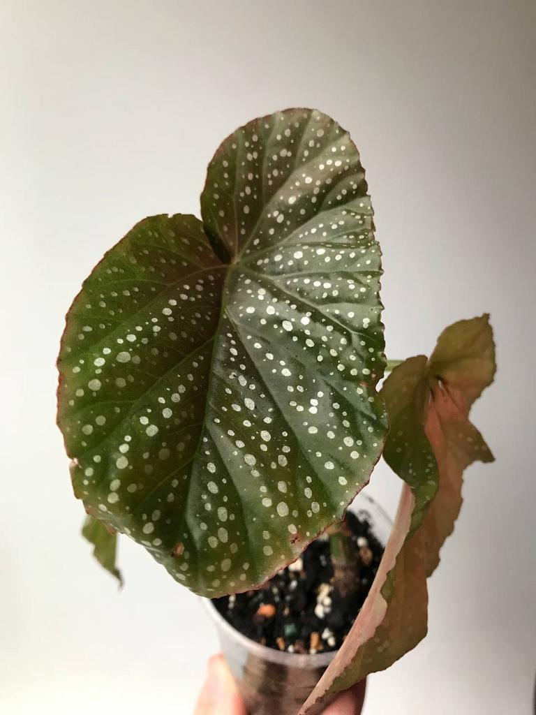 Бегония Пятнистая