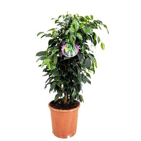 Фикус Бенджамина  (D24 H80 см)