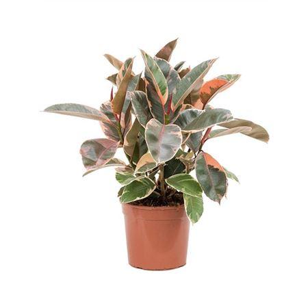 Фикус Эластика Белиз (D21 H60 см)