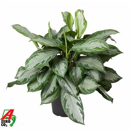 Аглаонема Сильвер Бэй (D24 H70 см)