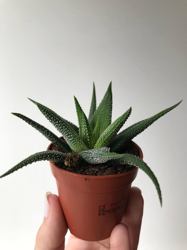 Хавортия Конколор