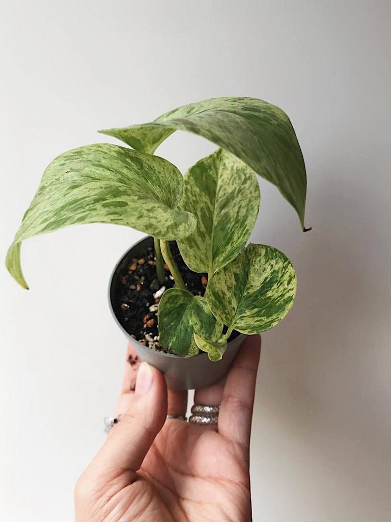 Эпипремнум Марбл Куин