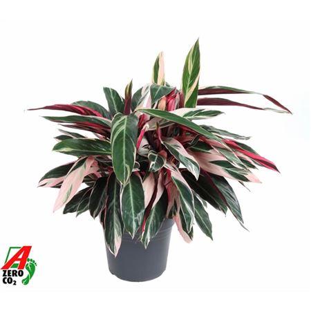 Строманта Триостар (D27 H80 см)