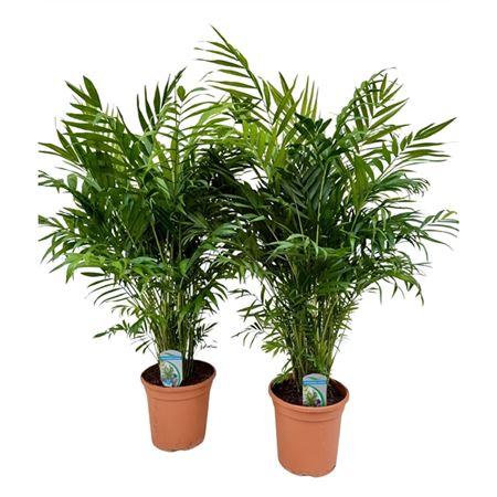 Хамедорея Элеганс (D20 H90 см)