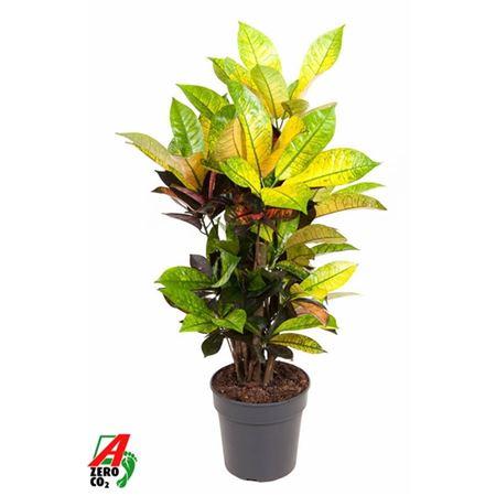 Кротон Миссис Айстон (D19 H70 см)