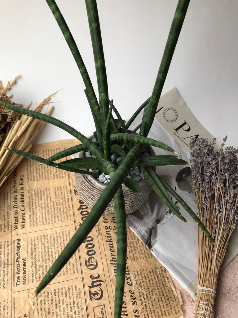 Сансевиерия Цилиндрика в керамическом кашпо