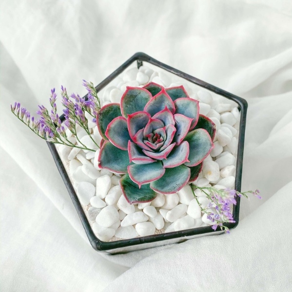 пентагончик с Эхеверией Мистери