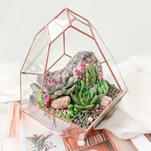 флорариум с суккулентами Бутон