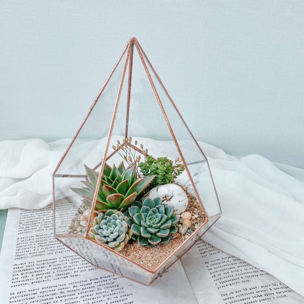 флорариум с суккулентами Капля