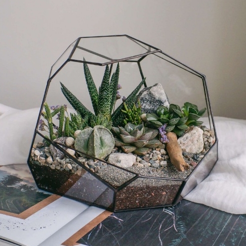флорариум с теневыносливыми суккулентами Грот