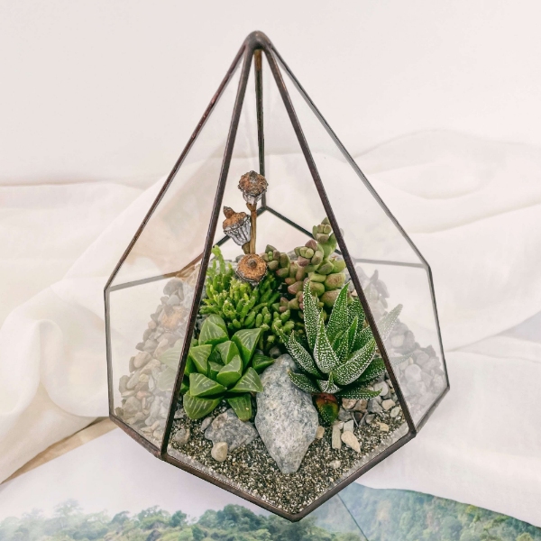 флорариум капля S c теневыносливыми суккулентами Изумрудная