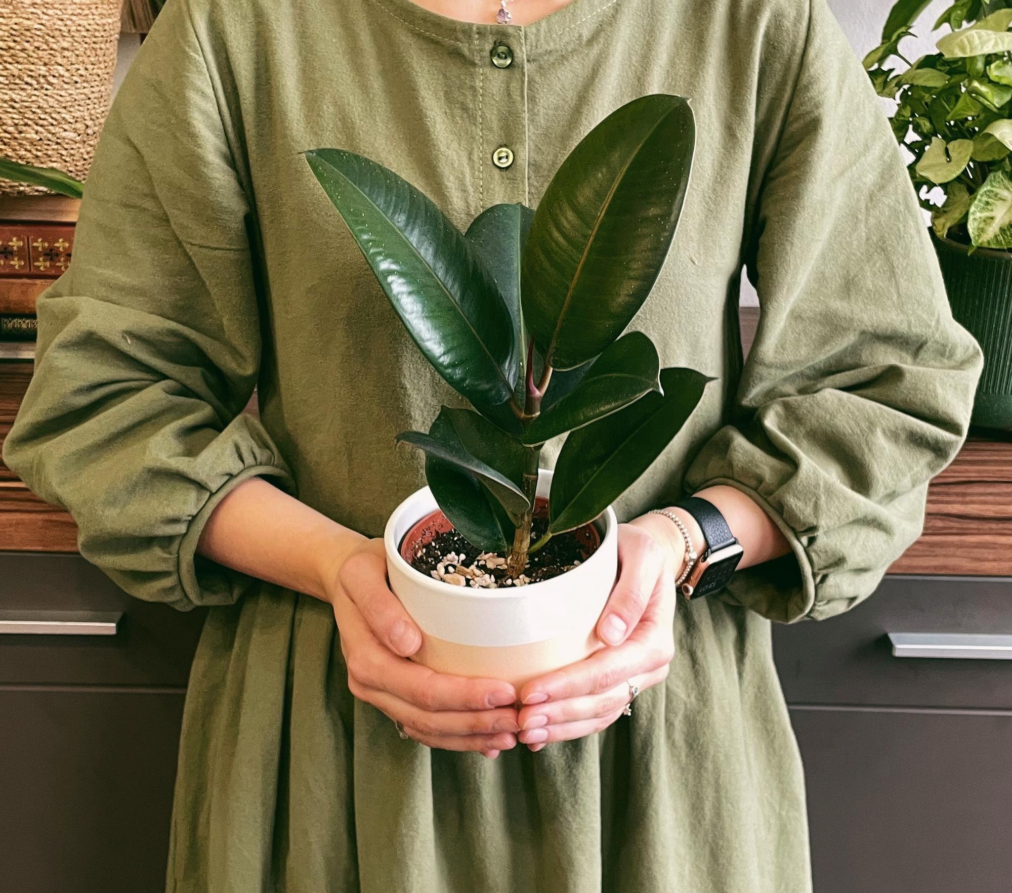 Фикус Эластика