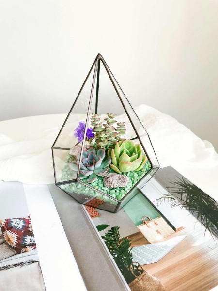 флорариум с суккулентами Яркая капелька