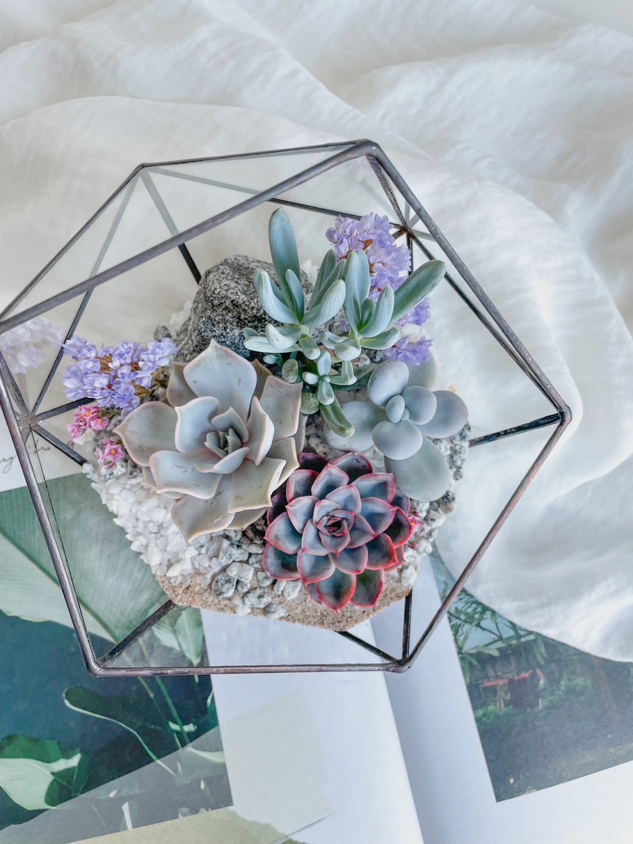 флорариум с суккулентами Лунный свет