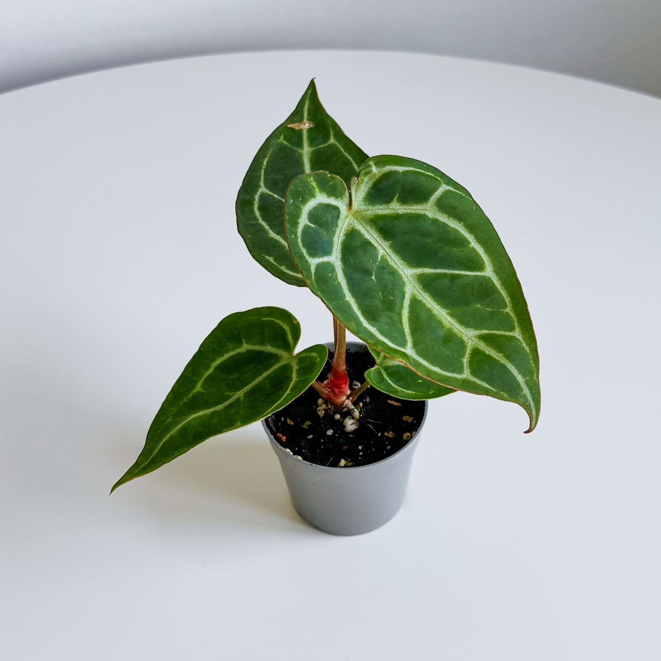 Антуриум Хрустальный