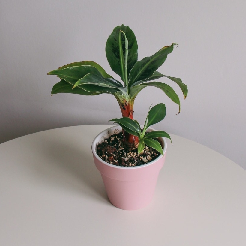 Банан, высота с горшком 30см