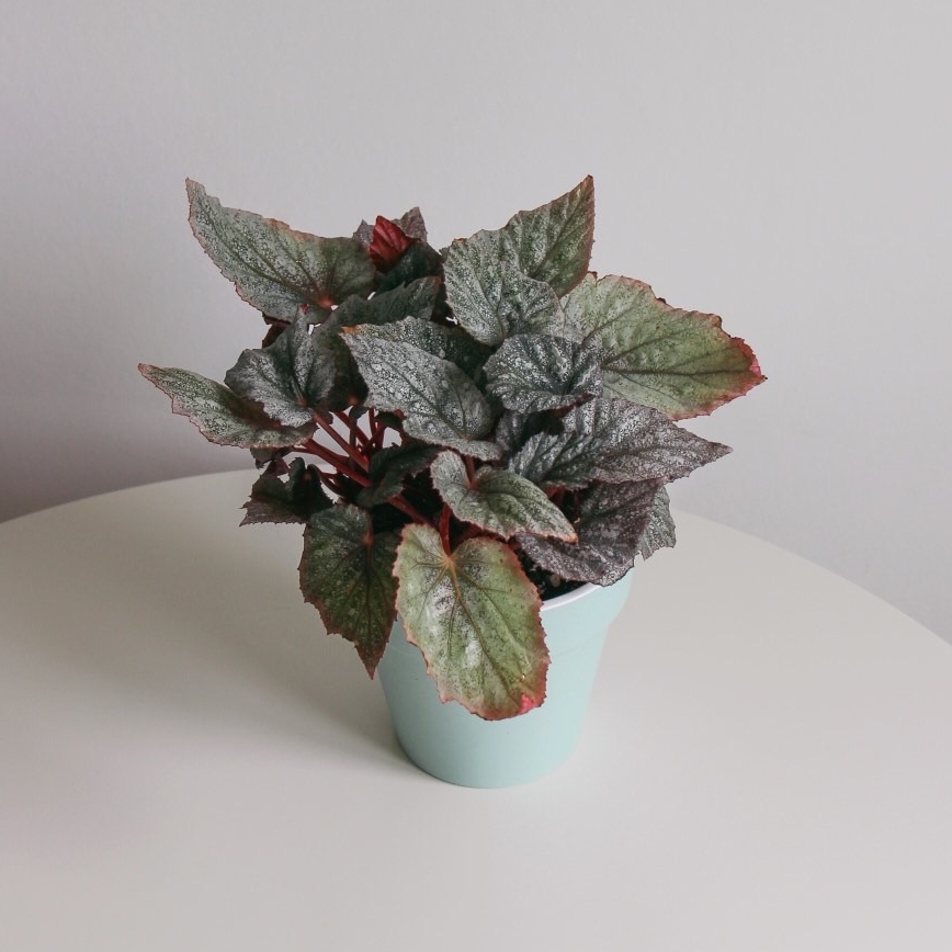 Бегония Королевская