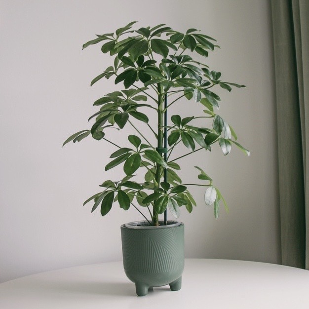 Шеффлера (очень неприхотливая)