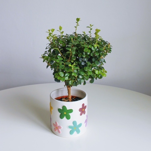 Мирсина Африканская, высота 25см