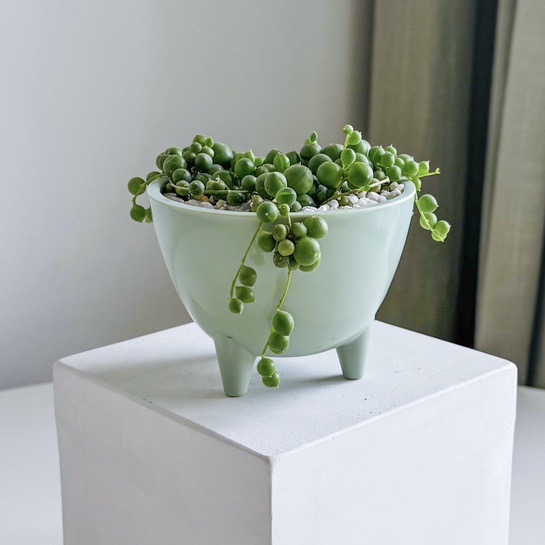 крестовник Роули (под заказ)