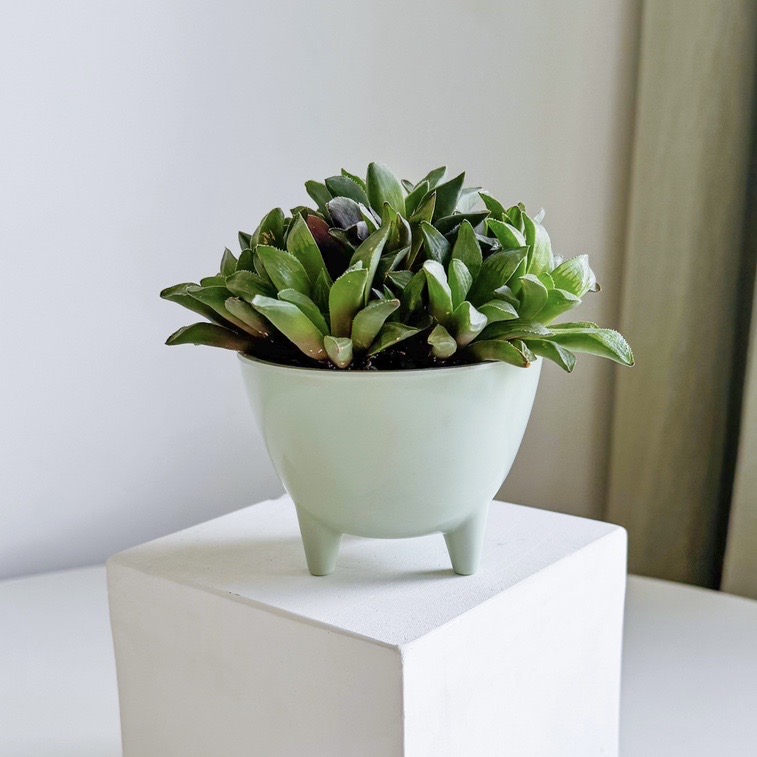 Хавортия Ладьевидная