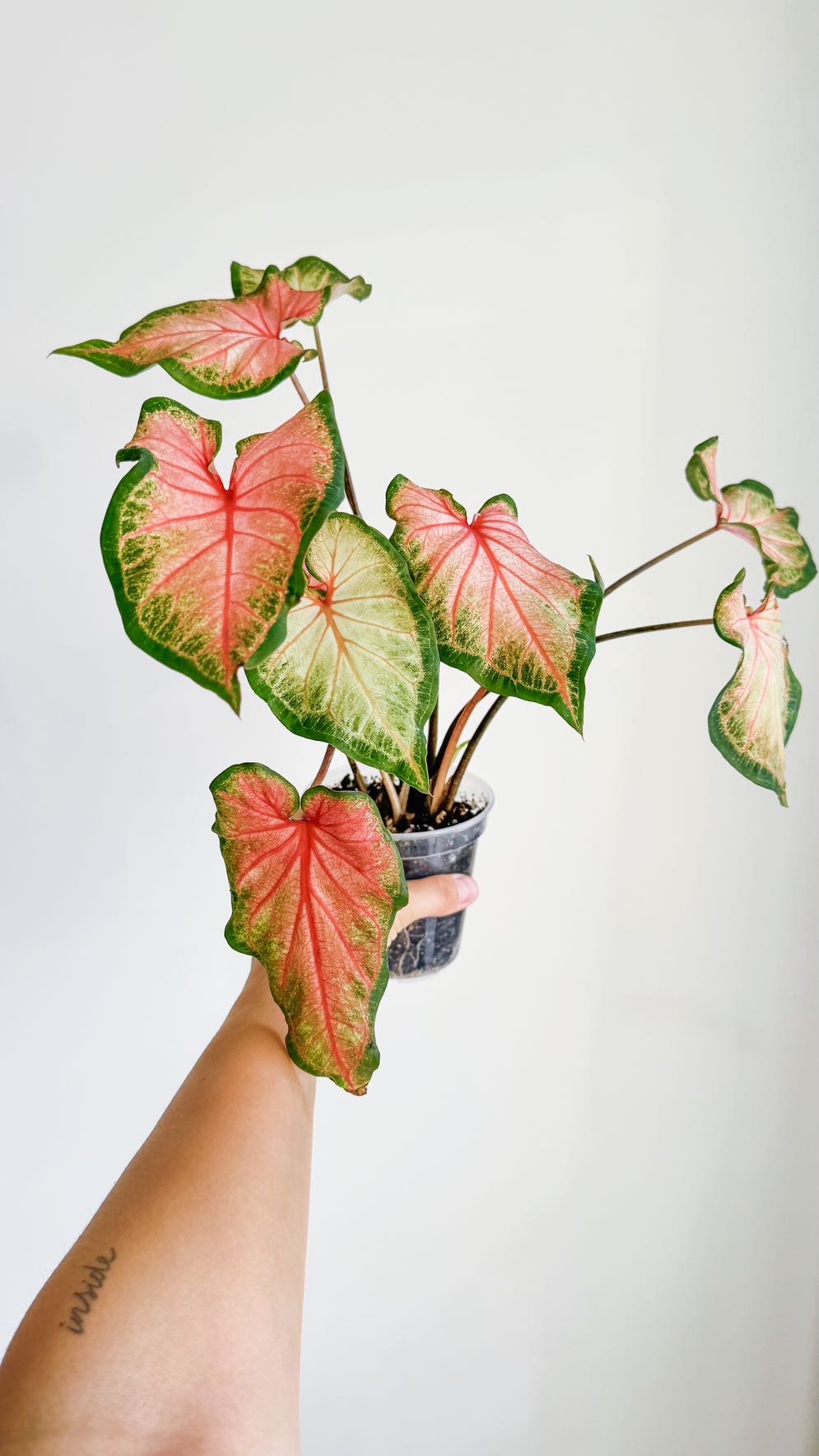 Каладиум Chinook