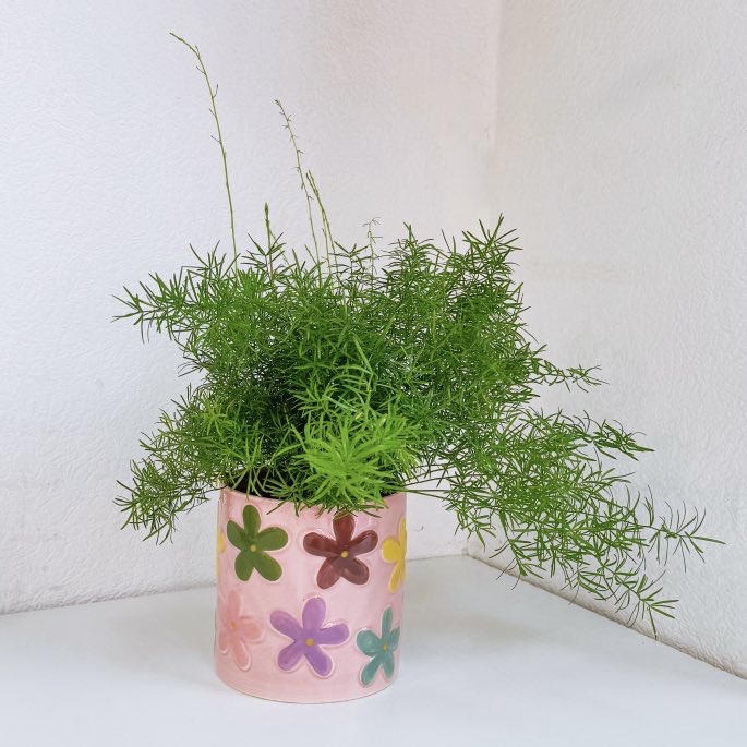 Аспарагус Шпренгера