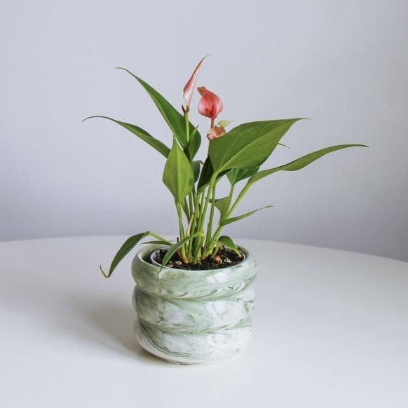 Антуриум Андреанум Лилли, милый малыш