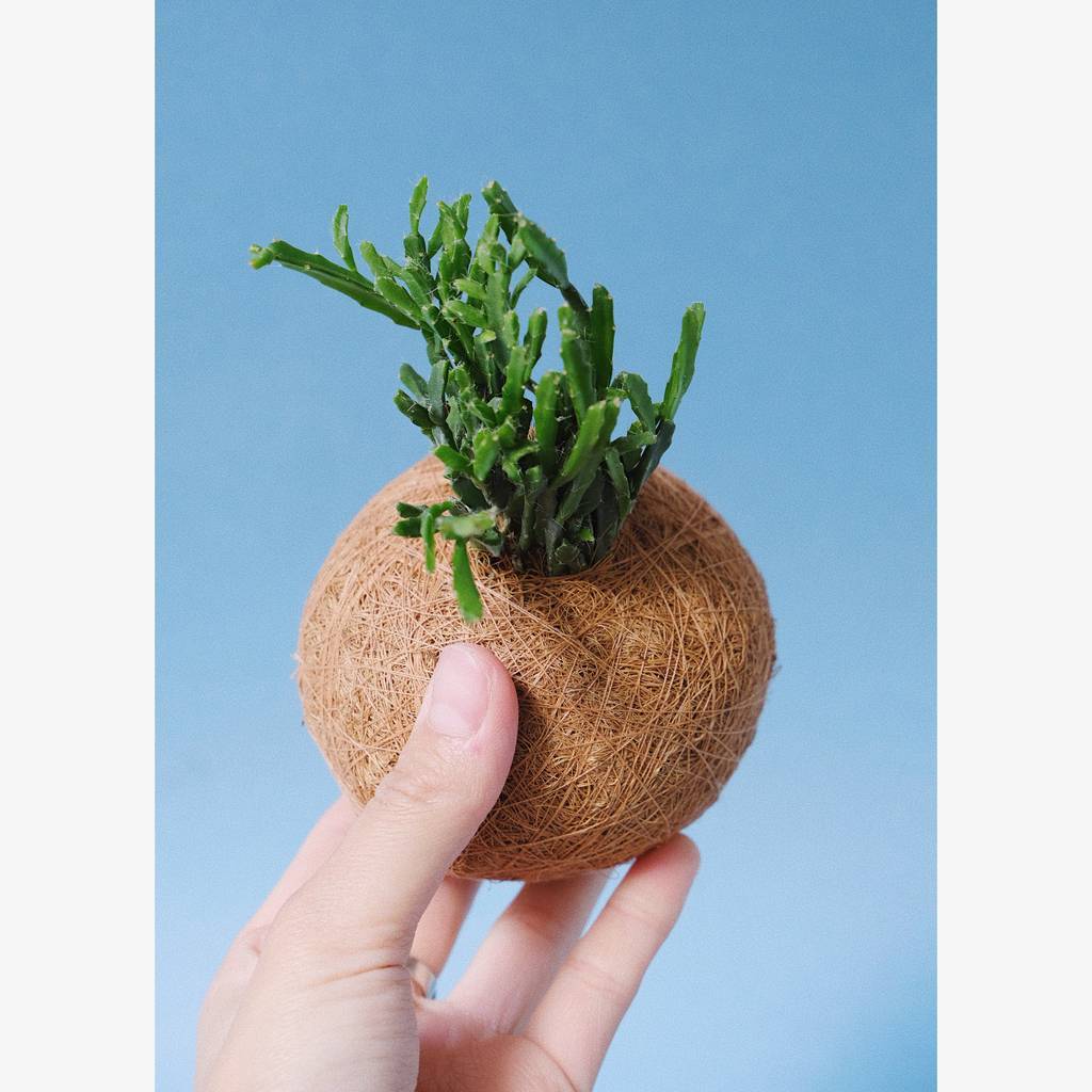 Кокедама суккулент микс