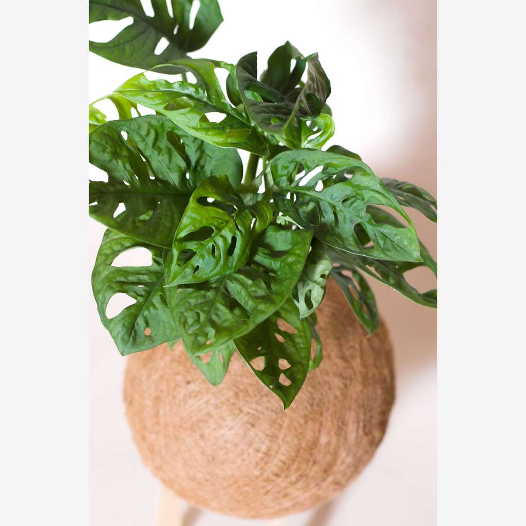 Кокедама монстера Манки Маск