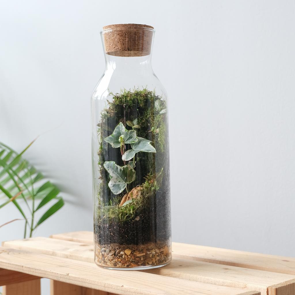 Флорариум / экосистема Bottle / Green Wall | GREEN