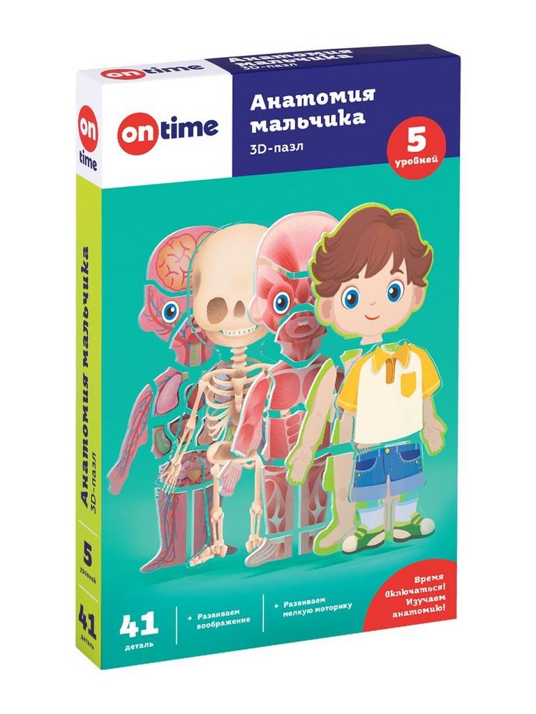 3Д ОБУЧАЮЩИЕ ПАЗЛЫ ДЛЯ ДЕТЕЙ " АНАТОМИЯ МАЛЬЧИКА"