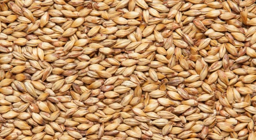 Солод Кара 50, 1кг (Курск)