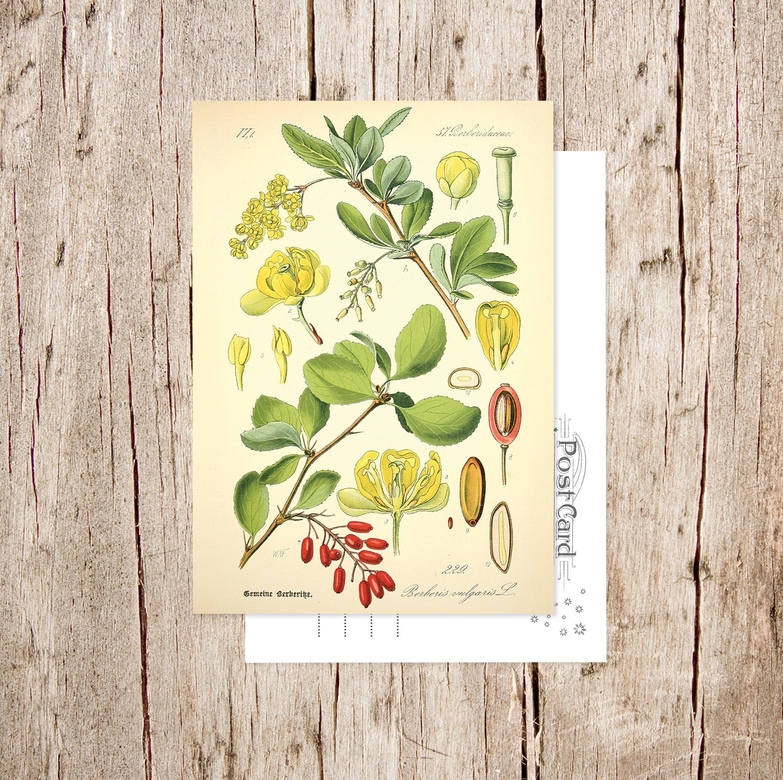 «Барбарис обыкновенный» Botanical collection