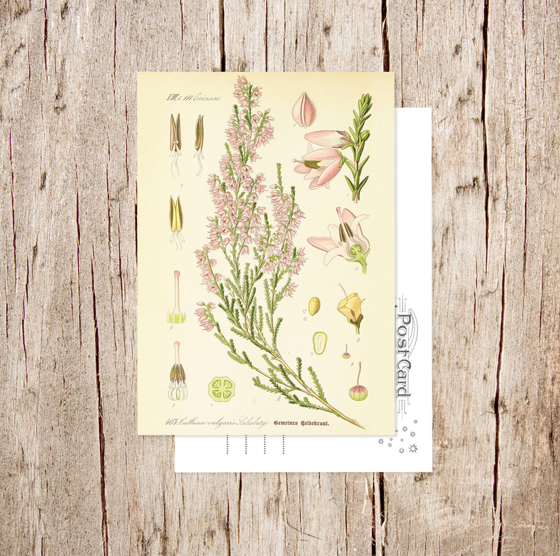 «Вереск обыкновенный» Botanical collection