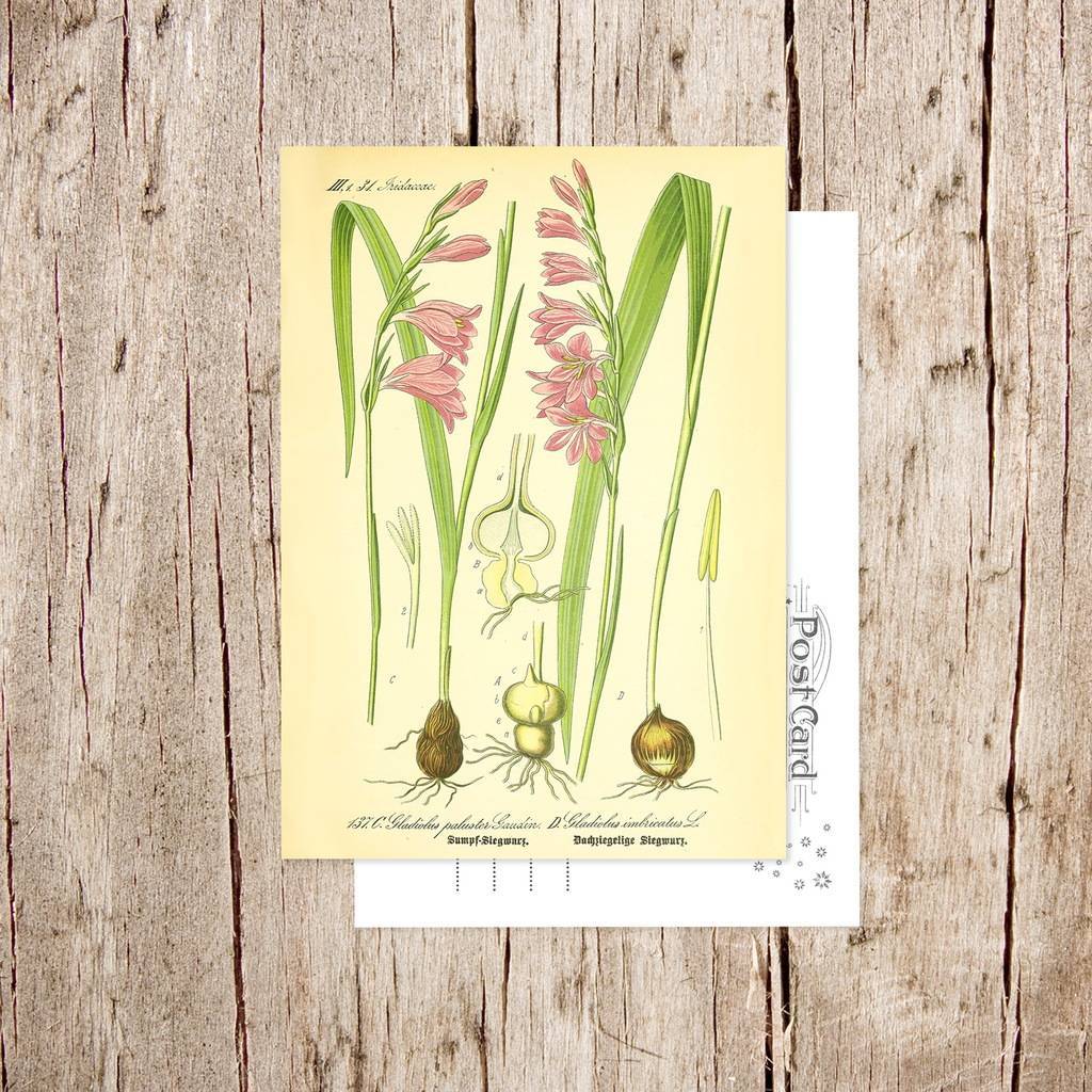 «Гладиолус болотный» Botanical collection