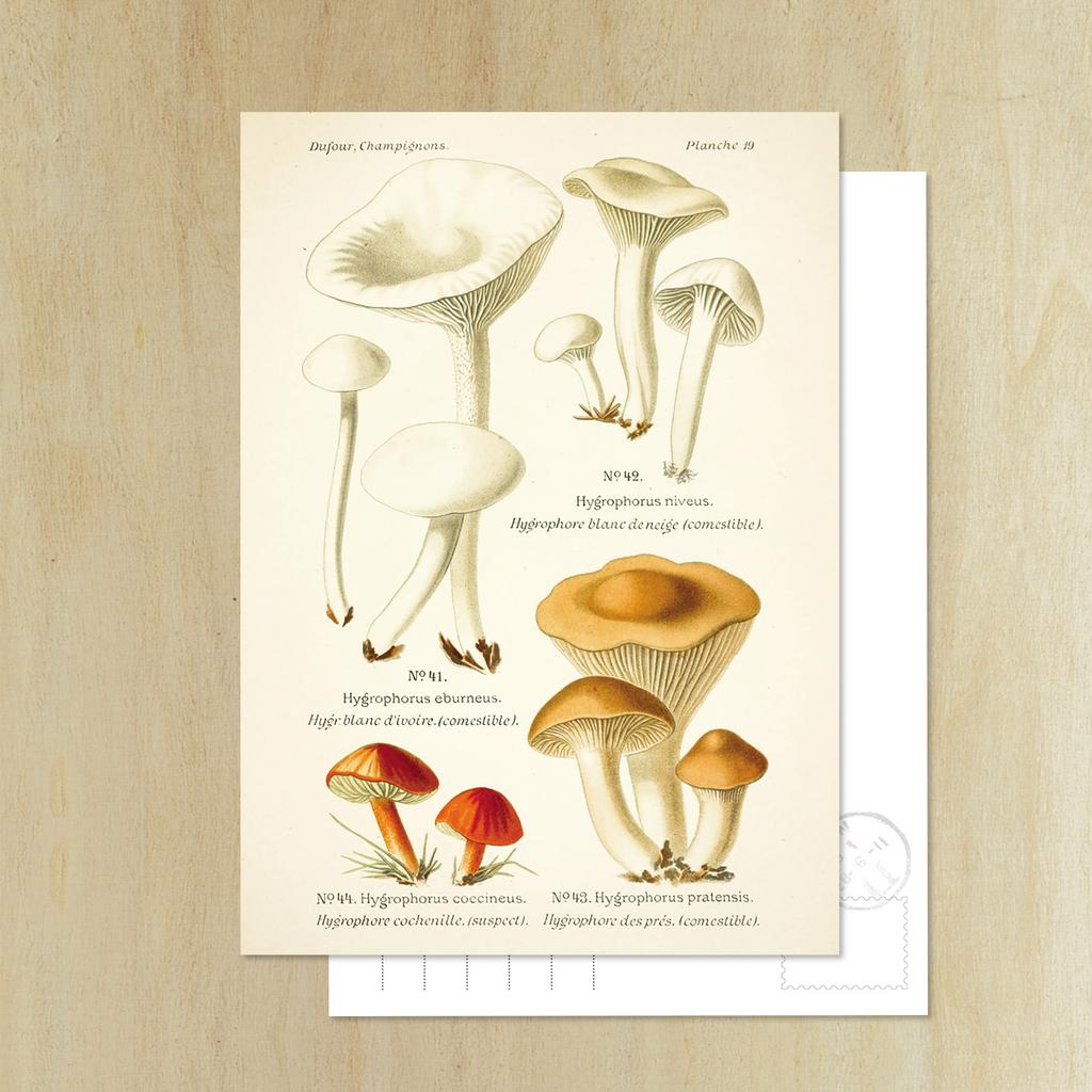 Открытка «Гигрофоры»