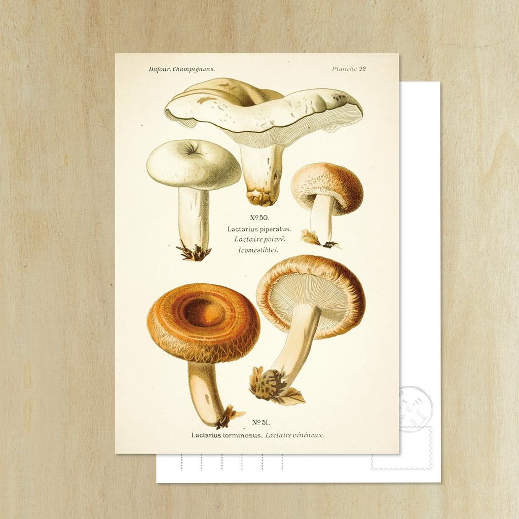 Открытка «Груздь и Волнушка»