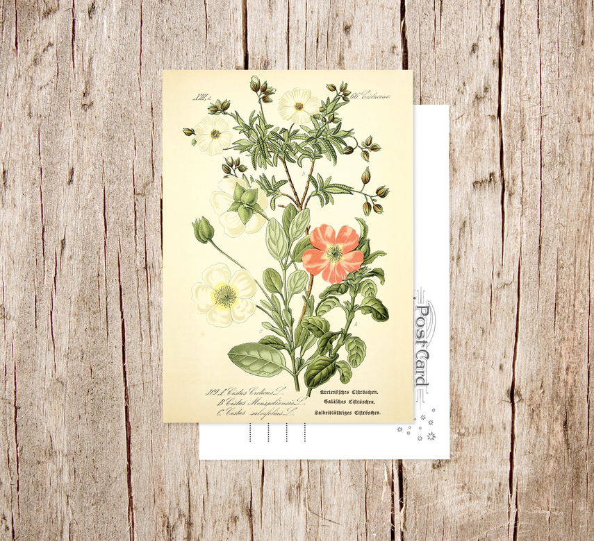 «Ладанник критский» Botanical collection