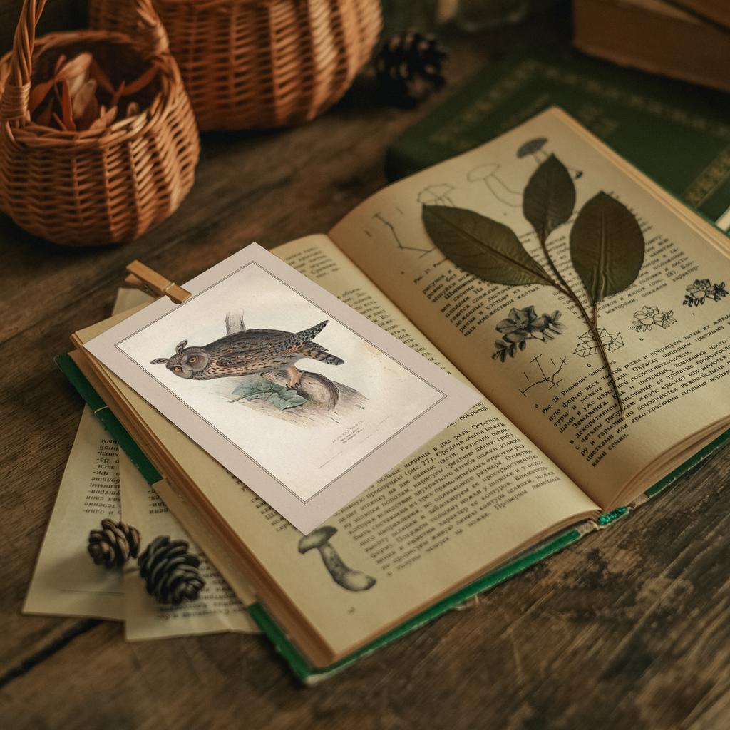 "Длинноухая сова" почтовая открытка для посткроссинга