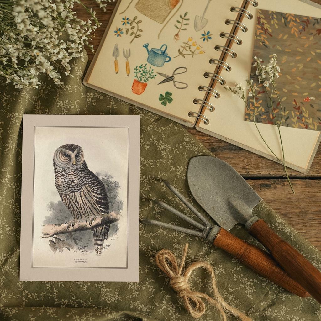 "Зарешеченная сова" почтовая открытка для посткроссинга