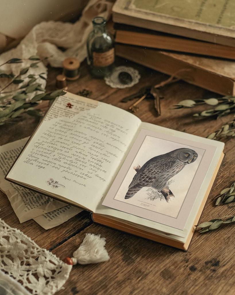 "Большая синеватая сова" почтовая открытка для посткроссинга